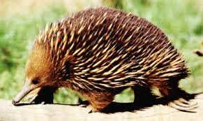 L echidna Con l ornitorinco sono gli unici due mammiferi in grado di deporre le uova e inoltre sono gli unici che possiedono un dente da uovo. Si trovano entrambi in Australia.