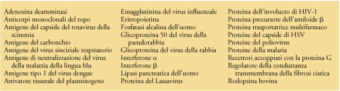 Quando si infettano le cellule di insetto in coltura con baculovirus ricombinante la proteina eterologa può essere raccolta dopo 4-5 giorni.