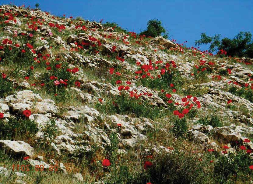 Cava di calcare Cava (limestone