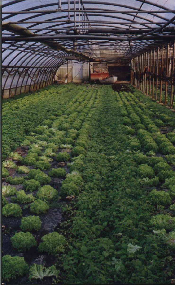 Studio dello svernamento di Tomato Spotted Wilt Virus (TSWV) e della sua incidenza su diverse colture orticole in una serra del Canton Ticino Lavoro di diploma Dafne Gianettoni Novembre 2002