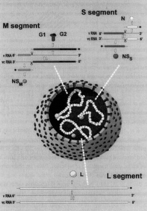 1.5.2. BIOLOGIA Le particelle virali di TSWV sono sferiche, con un diametro di 70-110 nm, e possiedono una membrana lipidica coperta da glicoproteine, chiamate G1 (78K) e G2 (58K).