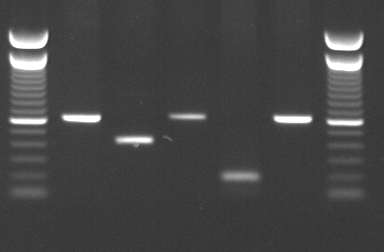 Le sequenze ottenute dai campioni analizzati hanno una lunghezza comune di 513 nucleotidi, che corrisponde al 66 % del gene NP (777nt).