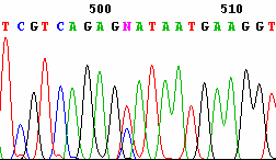 Le analisi filogenetiche sono state effettuate senza prendere in considerazione gli aplotipi TI02ME03 e TI02LR21, considerevolmente più corti (Fig.