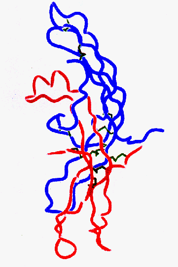 Struttura tridimensionale dell hcg.