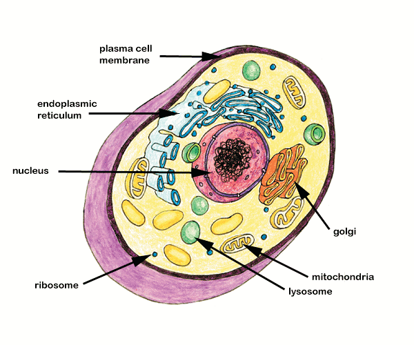 Endoplasmic reticulum Plasma membrane Nucleus