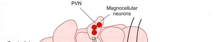 Correlazioni anatomiche tra ipotalamo ed ipofisi L Ipotalamo è funzionalmente ed anatomicamente