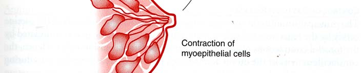 Il rilascio di ossitocina determina un incremento nella contrattilità uterina, stimolando