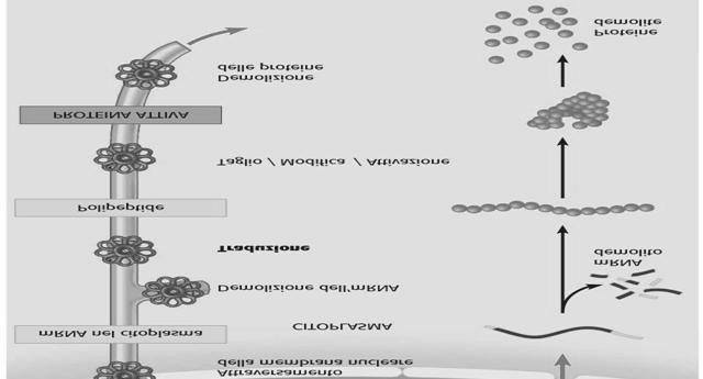 maturazione dell RNA nucleo Degradazione dell mrna Inizio di