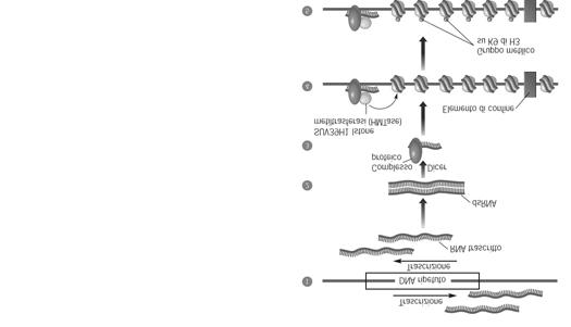 La formazione di eterocromatina è favorita