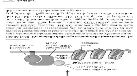 deacetilazione e metilazione degli