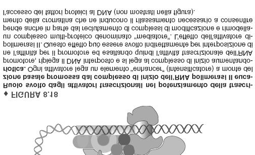 Regolazione dell inizio di trascrizione negli eucarioti In generale l efficienza di trascrizione è regolata in un range di sfumature tra i 2 estremi (ON OFF) regolazione più raffinata rispetto ai