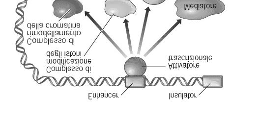 Gli attivatori/repressori