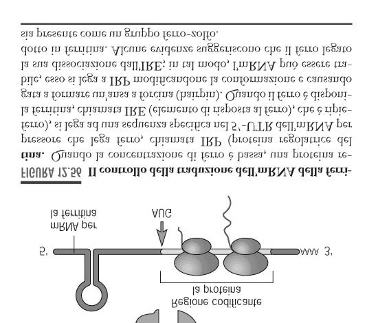 Sistemi che modulano frequenza di traduzione degli mrna Es: mrna per