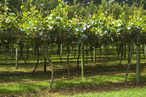 Molto sviluppate le attività agricole Pioppi, mais,