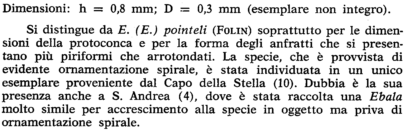 Chrysallida turbonilloides (BRUSINA Tav. 1; fig. 19 Dimensioni: h = 1 mm; D = 0,5 mm.