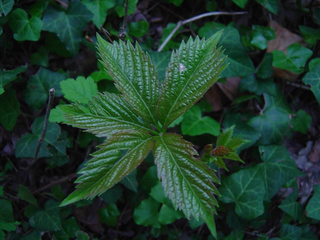 Vitaceae Parthenocissus quinquefolia (L.) Planchon - Vite del Canada Coltivata e largamente inselvatichita in tutto il territorio.