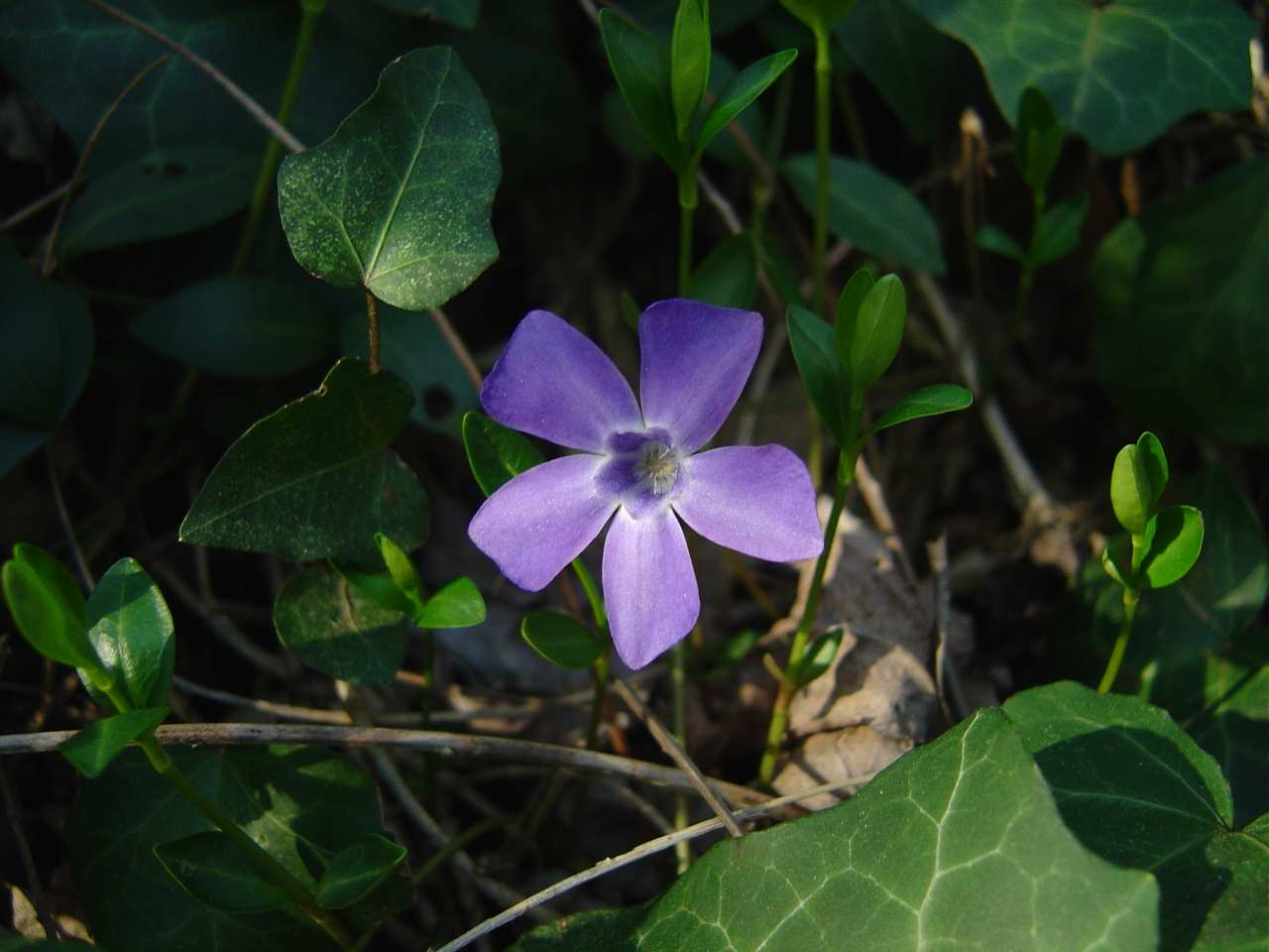 Apocynaceae Vinca minor L.