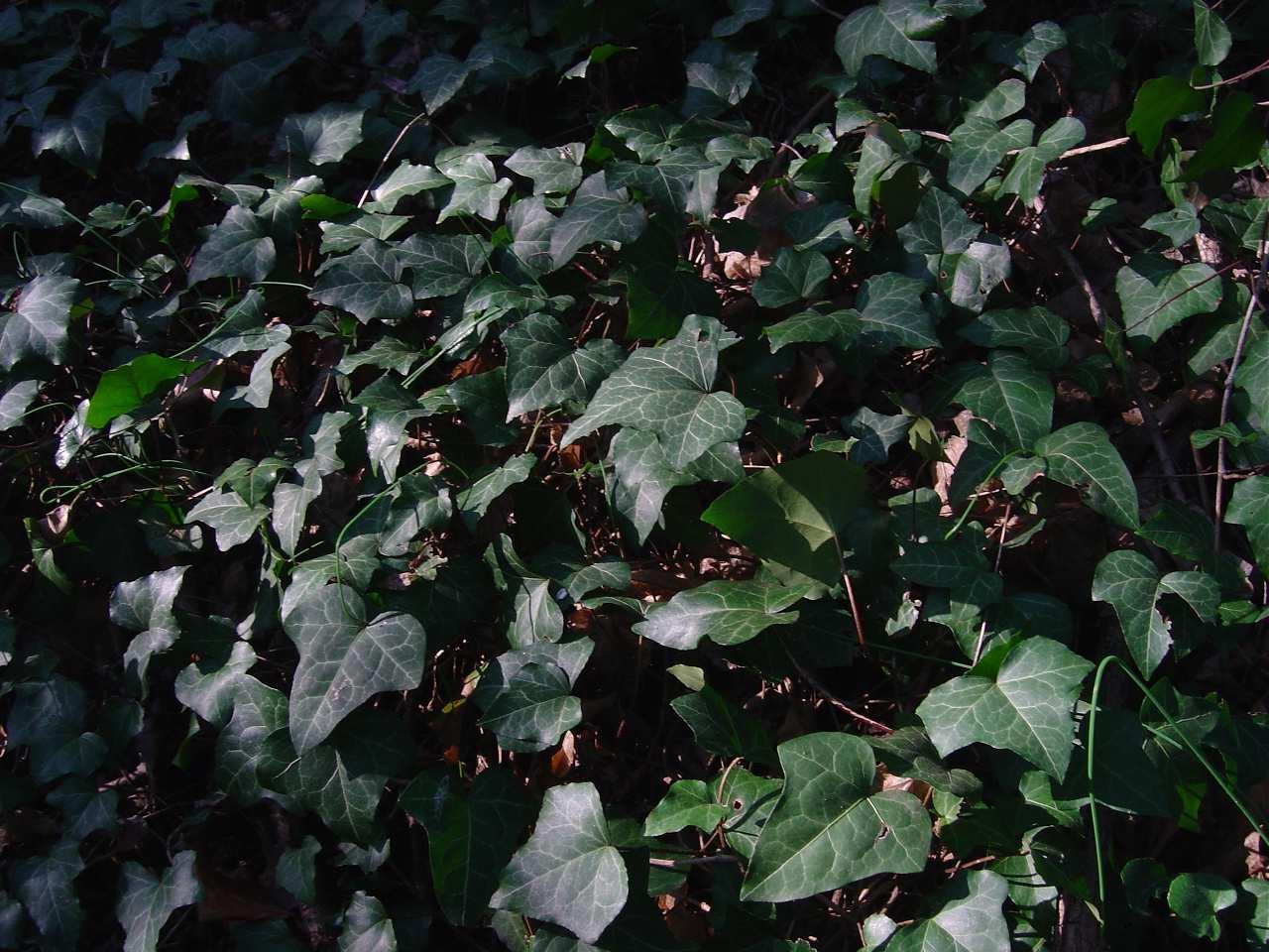 e farnia. Araliaceae Hedera helix L.