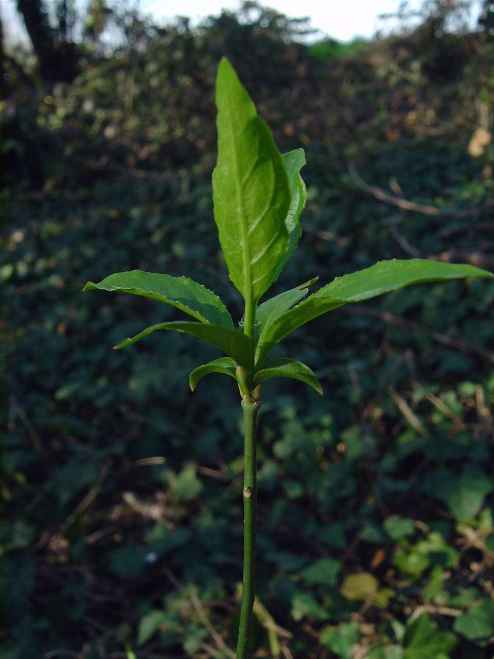 Celastraceae Euonymus europaeus L. - Evonimo Boschi di latifoglie (soprattutto querceti e castagneti), siepi. Cornaceae Cornus sanguinea L.