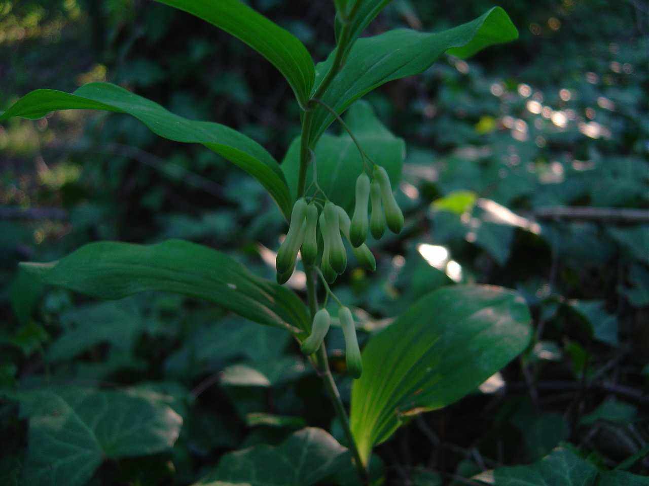 Stazioni soleggiate nella zona dell olivo. Liliaceae Polygonatum multiflorum (L.) All.