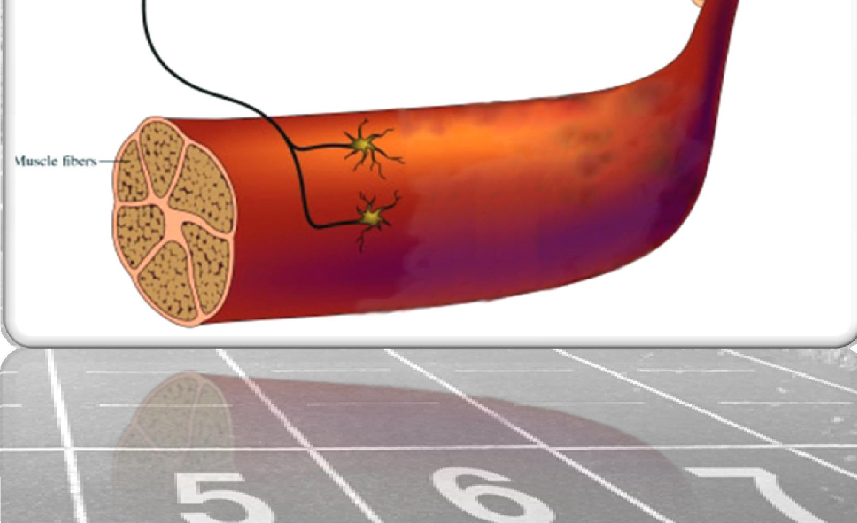 Il reclutamento comporta l attivazione di un maggior numero di motoneuroni spinali e di unità motorie, quindi il coinvolgimento di una maggior massa muscolare,