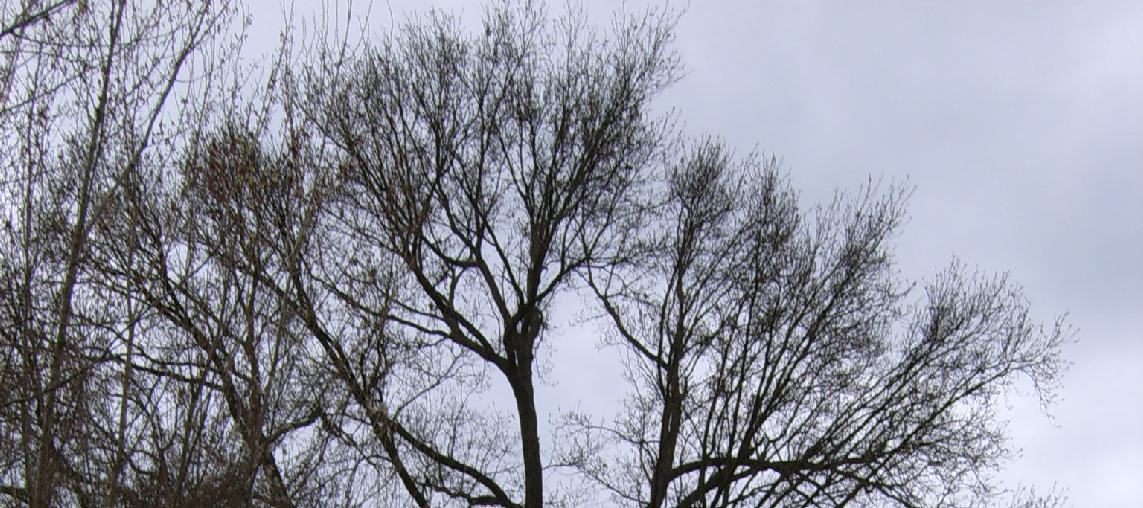 SCHEDA IDENTIFICATIVA ALBERI MERITEVOLI DI TUTELA Q 2 Stralcio cartografia Foto dell esemplare in veste invernale.