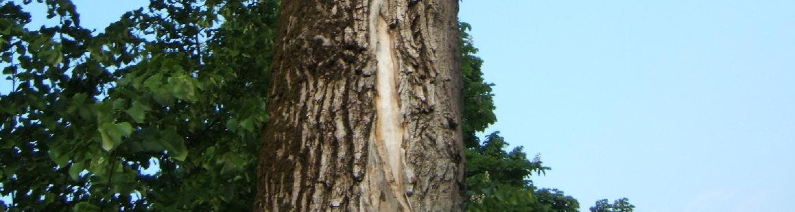 cui il pioppo si affaccia ha provveduto a farne tagliare le D ALLEVAMENTO branche per evitare rovinosi schianti.