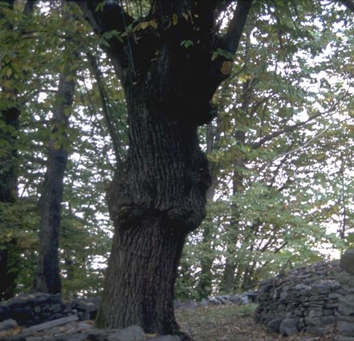 Albero n. 104 Categoria: II Specie: Castagno (Castanea sativa Mill.