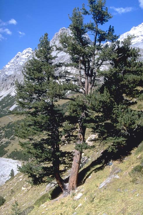 Albero n. 105 Categoria: I Specie: Pino cembro (Pinus cembra L.
