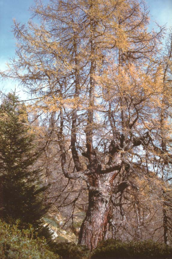 Albero n. 114 Categoria: II Specie: Larice (Larix decidua Mill.