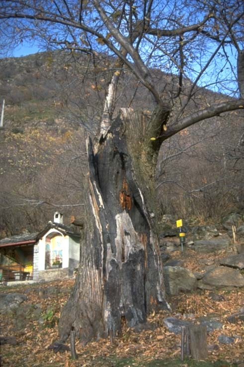 Albero n. 119 Categoria: II Specie: Castagno (Castanea sativa Mill.