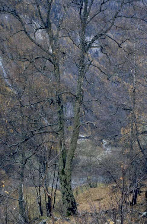 Albero n. 31 Categoria: II Specie: Betulla (Betula pendula Roth.