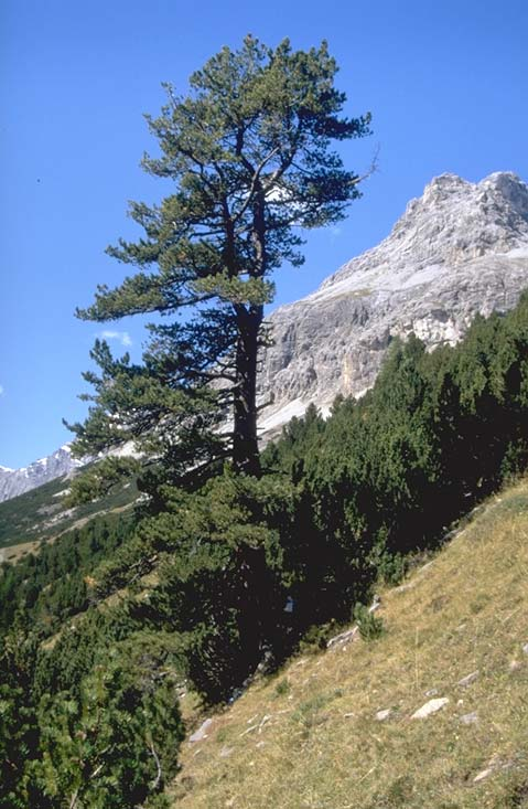 Albero n. 35 Categoria: II Specie: Pino cembro (Pinus cembra L.