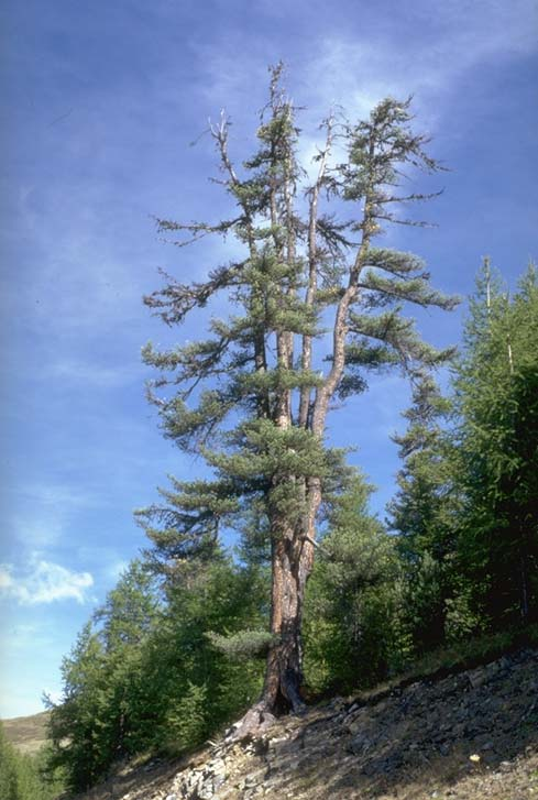 Albero n. 37 Categoria: I e Specie: Pino cembro (Pinus cembra L.