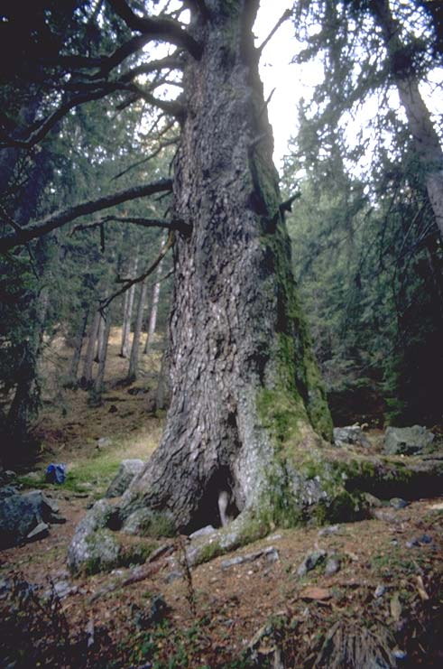 Albero n. 5 Categoria: I e Specie: Abete bianco (Abies alba Mill.