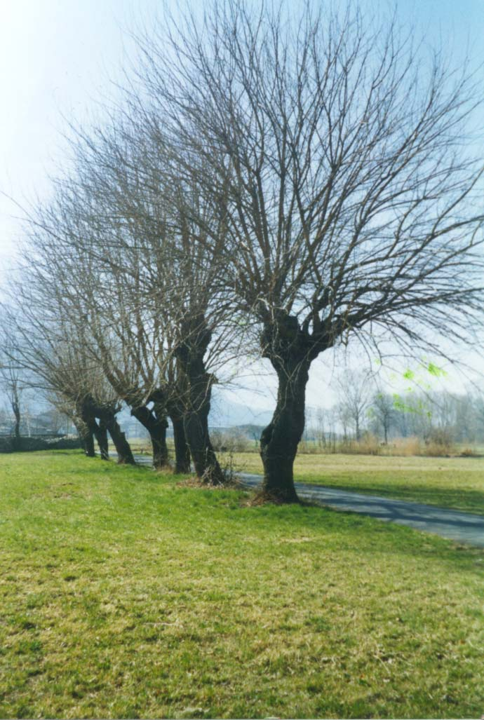 Albero n. 54 Categoria: II Specie: Gelso bianco (Morus alba L.