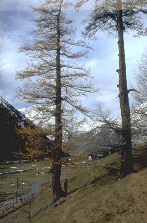 Albero n. 56 Categoria: II Specie: Larice (Larix decidua Mill.