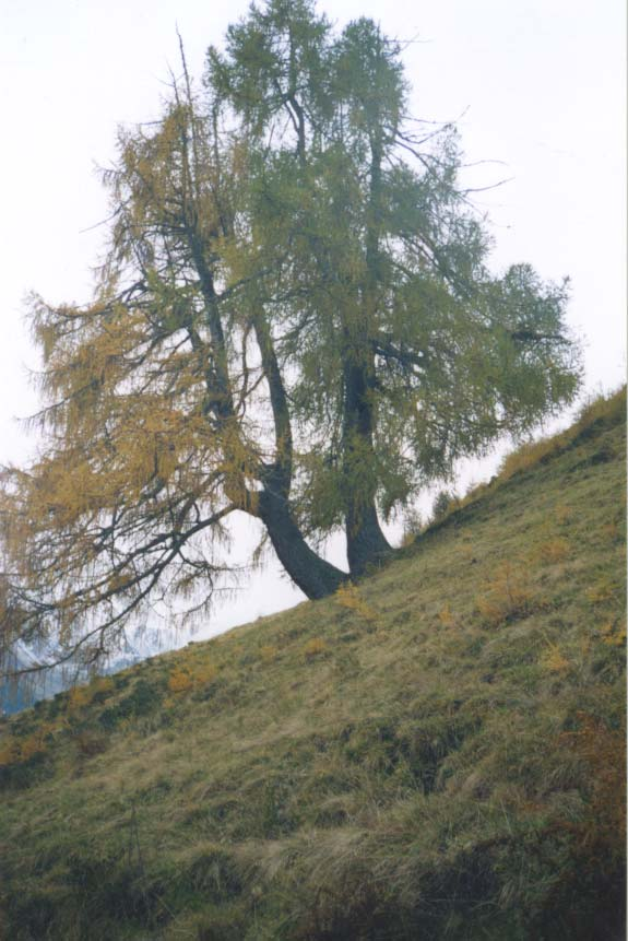 Albero n. 63 Categoria: II Specie: Larice (Larix decidua Mill.