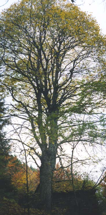 Albero n. 69 Categoria: II Specie: Acero di monte (Acer pseudoplatanus L.