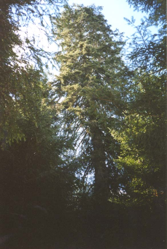 Albero n. 71 Categoria: II Specie: Abete bianco (Abies alba Mill.