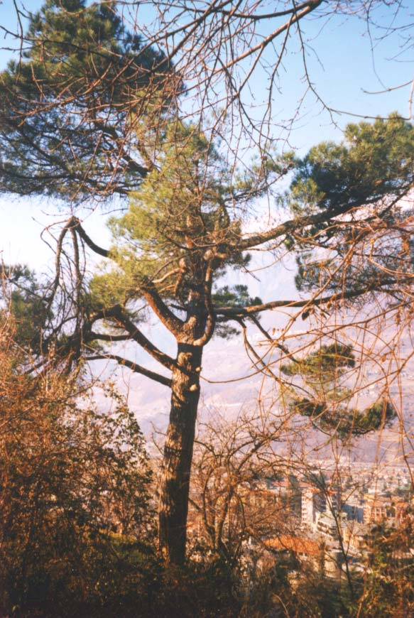 Albero n. 76 Categoria: II Specie: Pino domestico (Pinus pinea L.