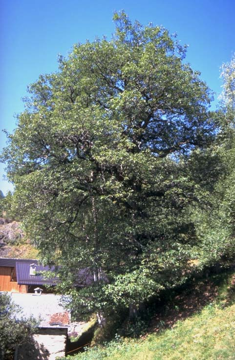 Albero n. 77 Categoria: I Specie: Rovere (Quercus petraea Liebl.