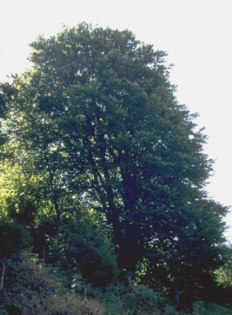 Albero n. 78 Categoria: I Specie: Faggio (Fagus sylvatica L.