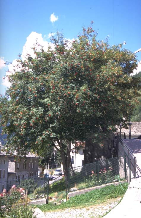 Albero n. 79 Categoria: II Specie: Sorbo degli uccellatori (Sorbus aucuparia L.