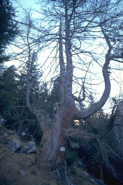 Albero n. 7 Categoria: I e Specie: Larice (Larix decidua Mill.