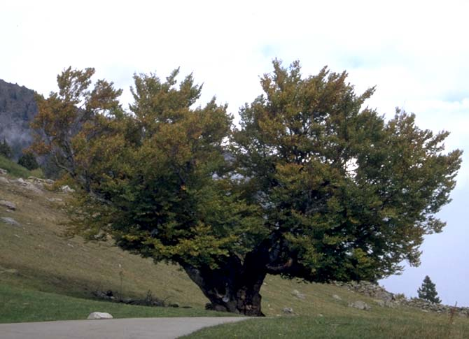 Albero n. 94 Categoria: I e Specie: Faggio (Fagus sylvatica L.