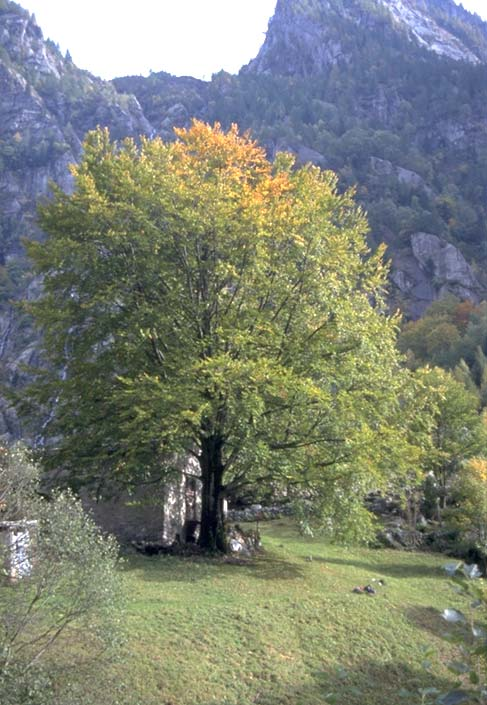 Albero n. 97 Categoria: II Specie: Faggio (Fagus sylvatica L.