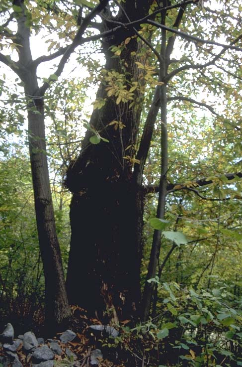 Albero n. 98 Categoria: II Specie: Castagno (Castanea sativa Mill.