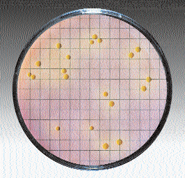 LIEVITI E MUFFE KIT (NPA) LIEVITI E MUFFE (MF) Kit per la ricerca e la conta di Lieviti e Muffe. 50 Test 40015 Il Kit contiene: n. 50 piastre ( 60 mm.) con terreno Sabouraud Dextrose Agar / n.