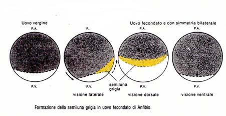 UOVO FECONDATO (visione esterna) La rotazione